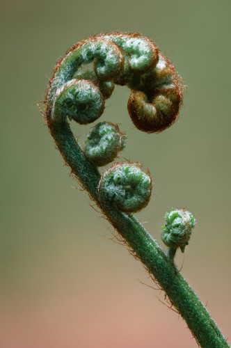 A close-up macro photo of the head of a fern, it's leaves curled up into small, snail-shell-like structures. The background is bokeh-ed into a light pastel gradient from green to pink.