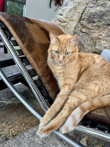 A hairy golden cat sitting on a Le Corbusier Chaise his front leg , back leg and tail all align at the center. He looks down with his light green yellowish eyes. A large stone appears in the back and the floor is made of granite.