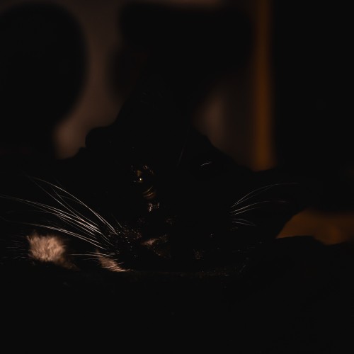Motiv: Eine Katze, die in einem dunklen Raum liegt.
Bildformat: Nahaufnahme
Genre: Tierfotografie, speziell Low-Key-Fotografie
Hintergrund: Dunkel und unscharf, kaum Details erkennbar.
Farben: Überwiegend Schwarz und dunkle Töne mit einigen Lichtakzenten auf den Schnurrhaaren und Augen der Katze.