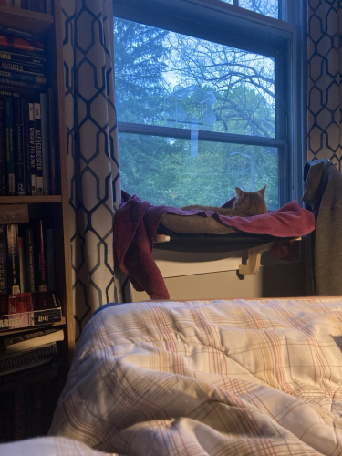 Tabby cat on window perch in my library/office. View from my reading chair.  