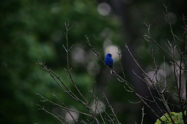 A breeding male Indigo Bunting (entirely dark blue) perches in the slender branches of a small, bare tree, head facing to the right The intentionally blurred background of green leaves is dotted with orbs of white from the cloudy sky, the largest of which looks like a full moon shining behind the upper part of the bird.