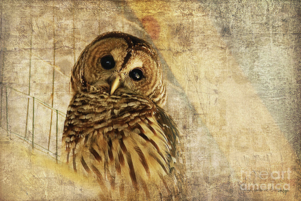 Sending out thanks to my 4/21 #FineArtAmerica client from Poland, OH for their purchase of a 24" x 16" framed and matted print of "Barred Owl."  I hope you enjoy it very much!!

See it and all the products it's available on at my website:  https://lois-bryan.pixels.com/featured/barred-owl-lois-bryan.html

And at Fine Art America:  https://fineartamerica.com/featured/barred-owl-lois-bryan.html

#art #giftideas #owls #cute #birds #wildlife #photography #NotAi #LoisBryan #BuyIntoArt #AYearForArt 