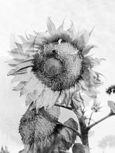 A high key, low contrast black and white photograph of a sunflower, randomly mirrored and overlayed to bring surreal texture and structure. 