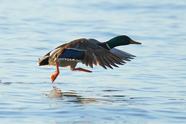 A male Mallard starting flight from the expansive river in a west-bound morning direction.