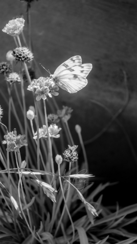 This is a black-and-white photo   of a white butterfly on little flowers that are shaped like balls.
