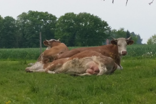 Three cows relaxing on a pasture.