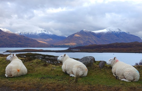 Three sheep contemplating life.