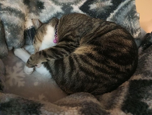 A young tabby cat is sleeping on her side, all curled up.  Her white hind feet are up by her head.  A foreleg is grasping a hind leg as the foreleg covers her face.