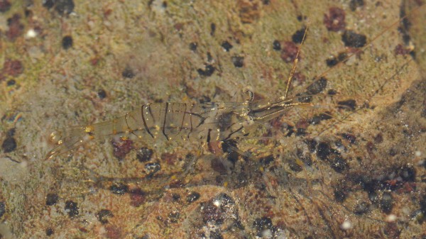 A photo of a mainly transparent shrimp walking underwater.