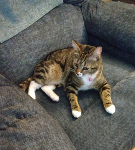 A young tabby cat with white markings on her face, chest and feet is lying with her head up on a blue rocker/recliner.  She is looking at something to the left.  A pink bell dangles from her collar.