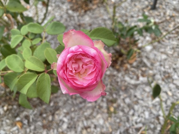 Photo of a mid-pink and white coloured rose (Princess de Monaco rose) with outer petals a little damaged, from recent hot weather i suspect.