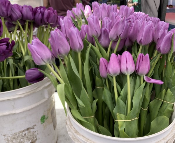 Purple tulips, not yet open, in bunches in a white bucket, ready for sale. Darker purple tulips are in another bucket, partially seen, to the left. 