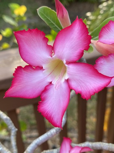 A close up photo of the blossom of the Desert Rose plant.  There are five pink and white petals and a faint yellow and white center.
