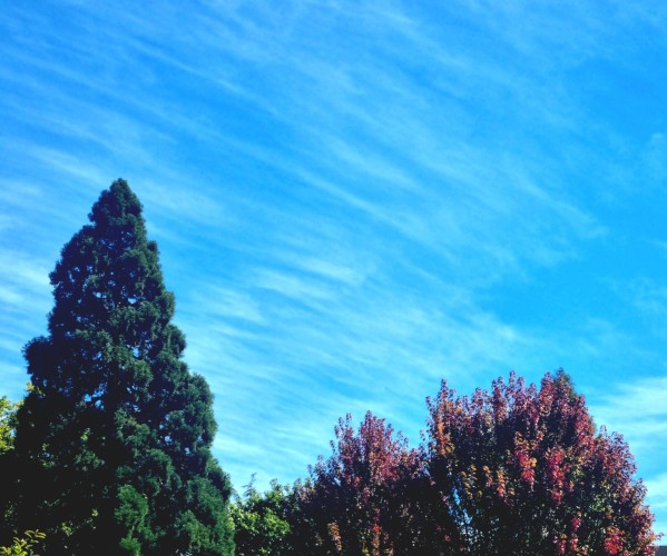 A deep green pine stands next to some deciduous trees which are showing some deep red colour. Above, a blue sky is decorated with wispy white cloud streams 