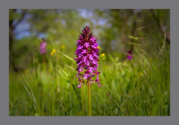 A pink purple orchid stands in the centre of the frame on a thin stalk. The background is a grassy field dotted with other orchids and yellow flowers