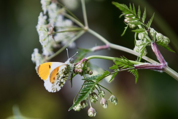 Male orange-tip butterfly