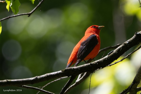 "Scarlet Tanagers are medium-sized songbirds with fairly stocky proportions. They have thick, rounded bills suitable both for catching insects and eating fruit. The head is fairly large and the tail is somewhat short and broad. In spring and summer, adult males [like this one] are an unmistakable, brilliant red with black wings and tails. Females and fall immatures are olive-yellow with darker olive wings and tails. After breeding, adult males molt to female-like plumage, but with black wings and tail." (AllAboutBirds)