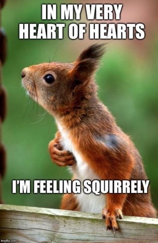 Picture a red squirrel standing upright facing to the left & looking inquisitive.

The caption reads: “In my very heart of hearts I’m feeling Squirrelly ”