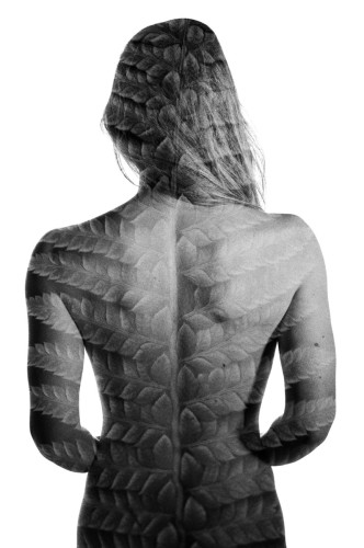 A woman's naked back from the bottom of the spine to the head. A fern leaf is superimposed to her back from the double exposure, it's central stem perfectly aligned with the woman's spine. Black and white. 