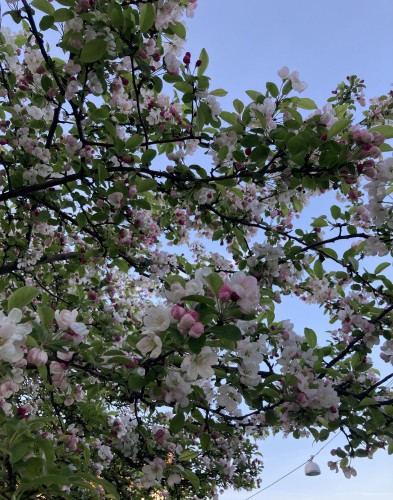 Light and dark pink apple tree flowers, with bright green leaves, and dark brown branches.