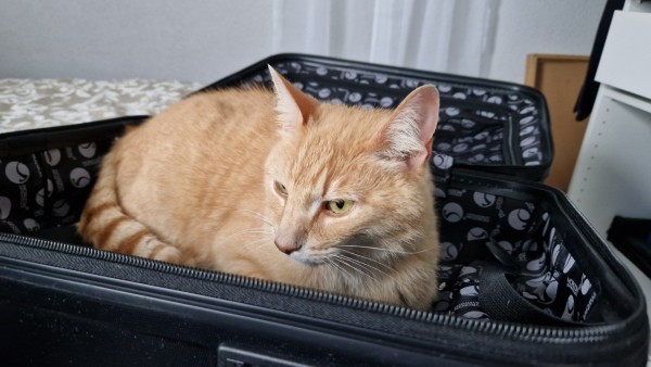 Ziggy qui moitié boude dans la valise vidée
