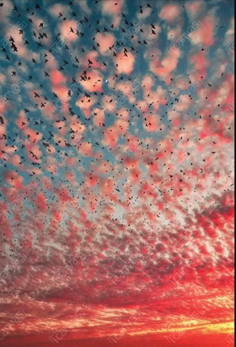 Photography. A color photo of an evening sky with countless small red and pink clouds and a flock of black birds. The sky changes from blue above to deep red below, with yellow rays of sunlight. A warm and harmonious photo.