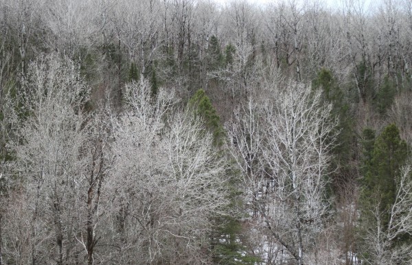 Photograph of trees on the side of a hill, mostly silver birches with white bark and white branches almost silver in this spring light, with a couple of green coniferous trees mixed between them. Last remnants of snow can be seen on the forest floor.