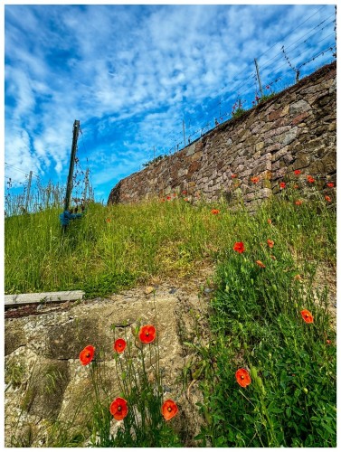 Stone wall with barbed wire on top, grassy foreground with red poppies, and a partly cloudy blue sky.