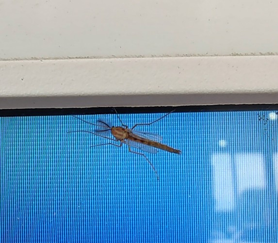 Midge fly with fuzzy antennae resting on a gas pump screen 