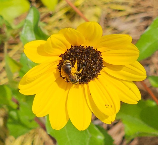 Bright yellow dune sunflower with a small honey bee pollinating the brown center, surrounded by dozens of small, soft, thin yellow petals atop a green plant.