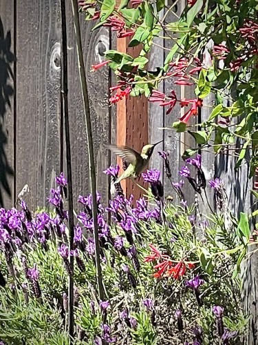 A small Anna’s hummingbird reaches to drink from a honeysuckle flower. Below the bird and honeysuckle is lavender in bloom. There is a wooden fence in the background. 