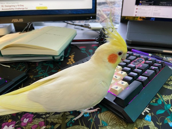 A very cute cockatiel about to step up on the right-hand side of a heavily customized split mechanical keyboard.