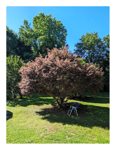 daytime. grassy yard with a large, squat flowering tree with folding chair in its shade. other trees in the background, under a cloudless blue sky.
