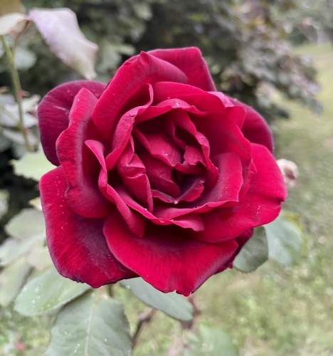 Une rose rouge bien ouverte