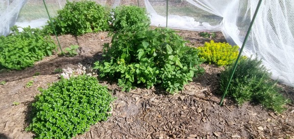 A lot of green and yellow herb bushes in a bed with a mess tent to protect them from possums and wallabies 