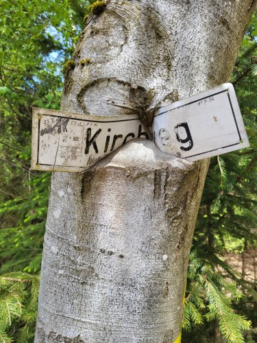 Schild "Kirchweg" in Baum eingewachsen