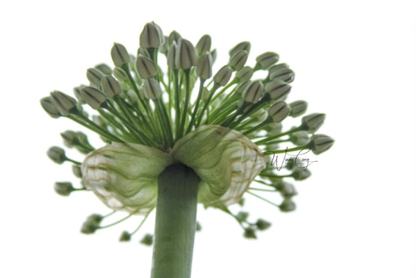 This is a close up photo of the flowers of an onion. There are many small stems with buds coming off a larger stem.