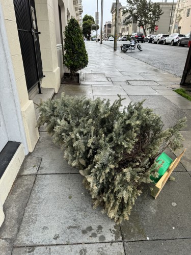 A Christmas tree on a sidewalk on a drizzly day