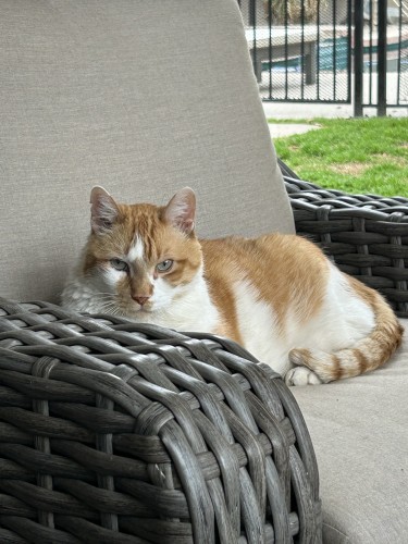 Jack, a large orange and white cat with focused blue eyes, lounging on patio furniture staring into the camera wondering why he is being photographed. 