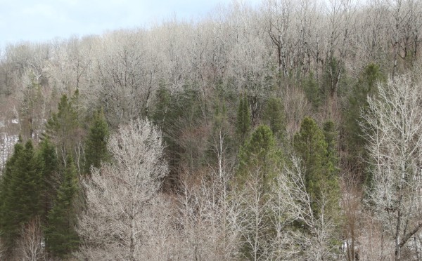 Photograph of trees on the side of a hill, mostly grey birches with white bark and white branches almost silver in this spring light, with green coniferous trees mixed between them. Last remnants of snow can be seen on the forest floor.