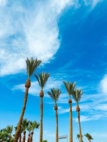 Photo of Caribbean-looking palms on a blue sky with some white clouds