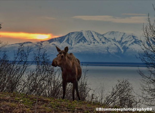 A moose standing on the bank of Cook Inlet with the "head" of Mt. Susitna aka The Sleeping Lady in the background near Anchorage, ALaska.