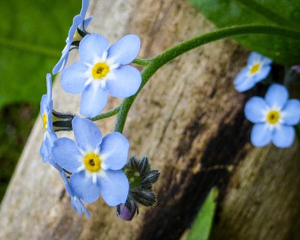 Small blue and yellow flowers grow together in clusters on a dark green stem. A log is seen out of focus in the background.