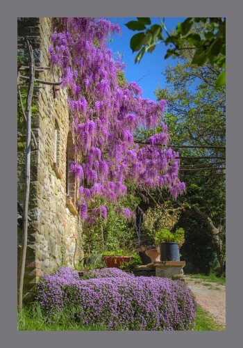 A cascade of pink purple wisteria flowers hanging from the facade of a stone house. Above a patch of blue sky and below a bank of purple flowering thyme.