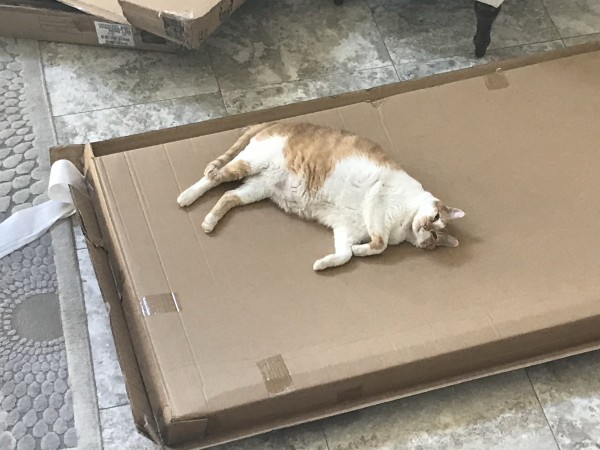 Large orange and white cat rolled on its side exposing its belly. Laying on a large box of course. 