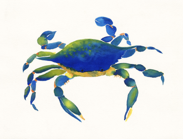 Maryland Blue Crab watercolor portrait on a white background. Painted with vibrant blues, greens and yellows.

Atlantic blue crabs (Callinectes sapidus) are native to the Atlantic Ocean.