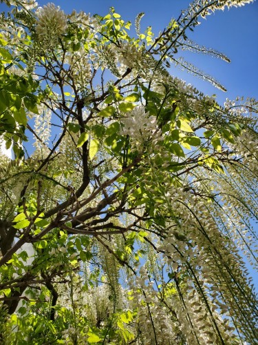 Beautiful white wisteria flowers with clear blue skies in background.