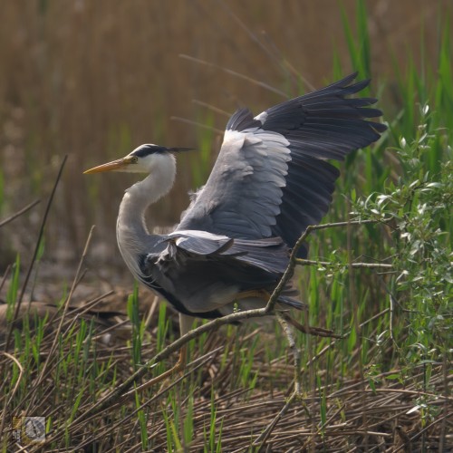 A grey heron in the process of landing