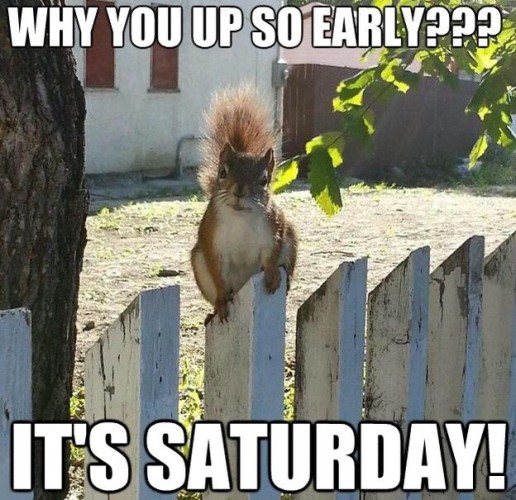 Picture a red squirrel standing on a white picket fence facing us - it’s a nice sunny day.

The caption reads: “Why you up so early, it’s Saturday !”