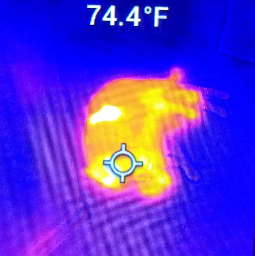 Cat shaped thermal blob on a FLIR, in bright orange against blue